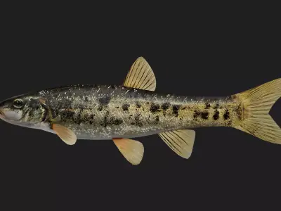 Carp fish Low-poly 3D model