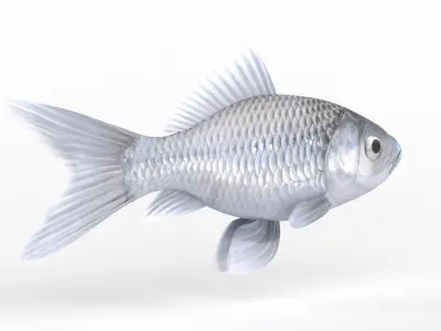 Fish Model 3D model purchase