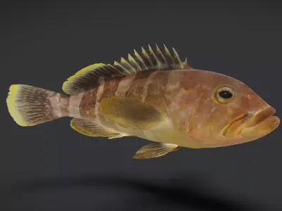 Realistic Yellow Grouper Animated 3D model