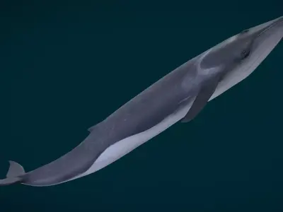  Fin Whale Animated Low-poly 3D model