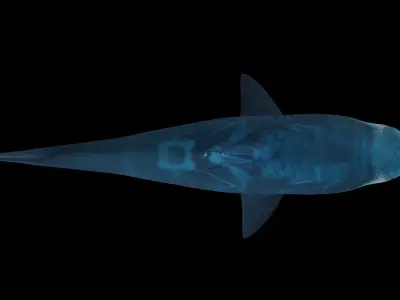Bull shark 3D model