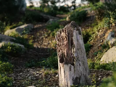  Medium Broken Decaying Bare Stump Model 
