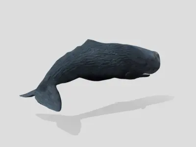 Sperm Whale Low-poly 3D model purchase