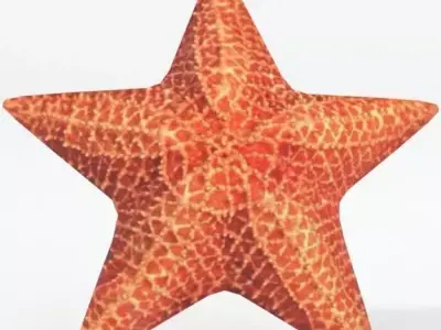 Starfish Low-poly 3D model shop