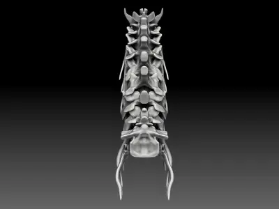 Spinosaurus 2020 version Neck Set Skeletons 3D model