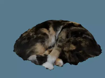 Sleeping Cat Photoscan Low-poly 3D model