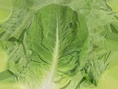  Romaine Lettuce Collection 