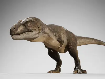 Accurate - Tyrannosaurus rex RIG Low-poly 3D model