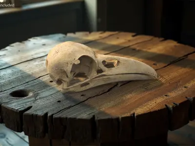  Crow Raven Skull Anatomy Model Aged 