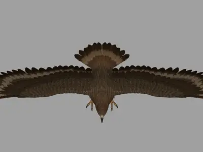 Eagle hawk flying in sky 3D model