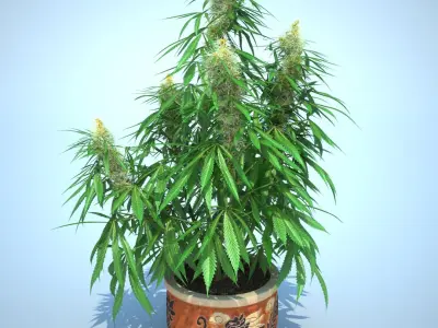  Cannabis Sativa Home Plant 
