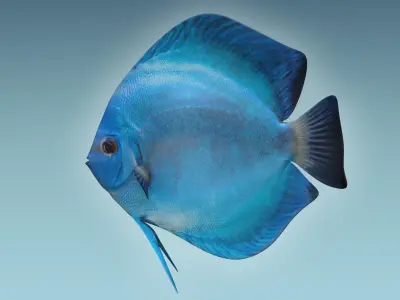 Discus Fish 3 3D model