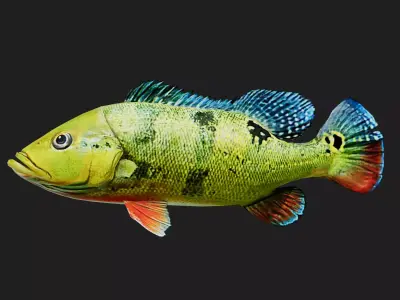Bass fish Low-poly 3D model
