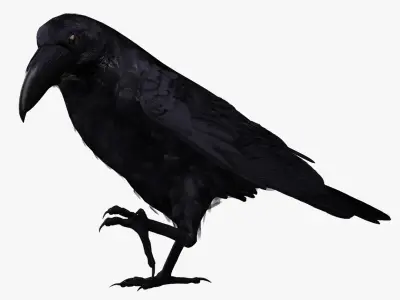  Corvus Corax 'Common Raven' 
