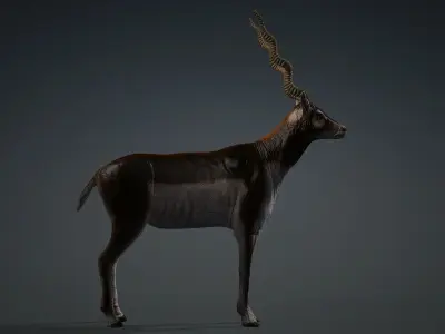 antilope 3d animal with motion Free 3D model