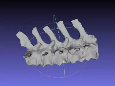 Psittacosaurus Medial Caudal Vertebrae 1 Free 3D print model