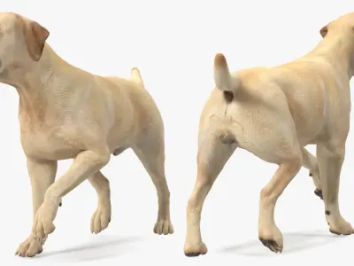 Labrador Dog White Walking 3D model