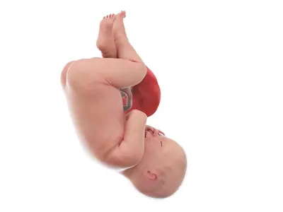 Fetus Anatomy Week 41 Static 3D model