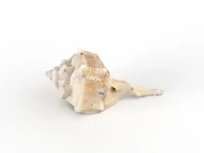 Sea shell - Scan Low-poly 3D model