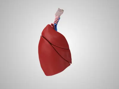  Human Lungs and Heart 