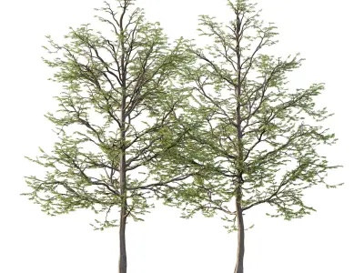 Mountain Ash Tree 013 3D model