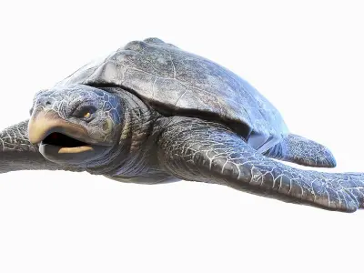 Archelon Static 3D model