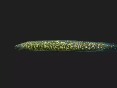 Eel fish Low-poly 3D model get