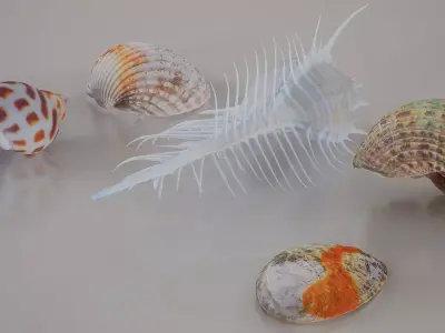 5 3D Scanned Seashells Part 5 3D Model Pack