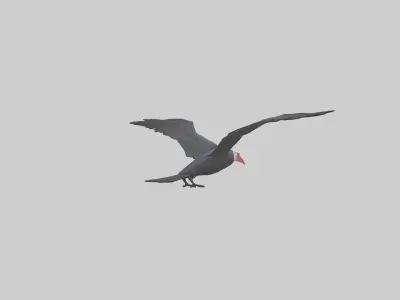 Frigatebird soaring model 3D model