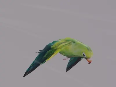 well modeled lowpoly Parrot Low-poly 3D model