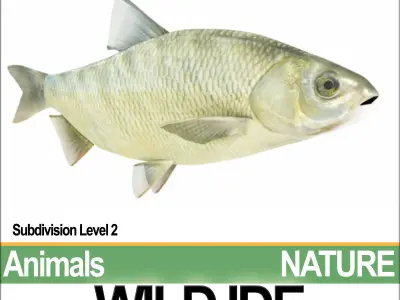 Wild Ide 3D model