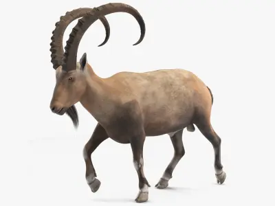 Alpine Ibex in Walking Pose 3D model