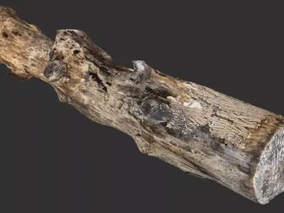 Tree trunk wood 3d scan highpoly 3D model purchase