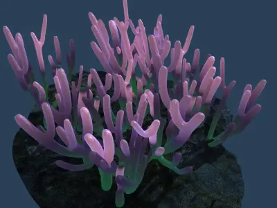 Coral on rock 3D model purchase