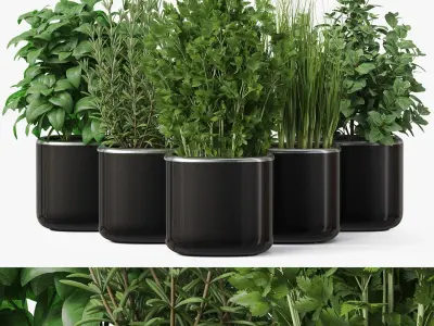  Plants collection 261 
