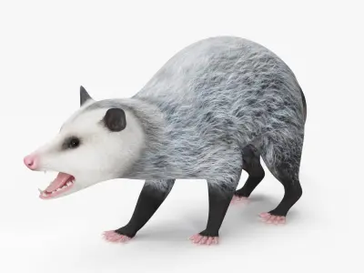 Opossum in Attacking Pose 