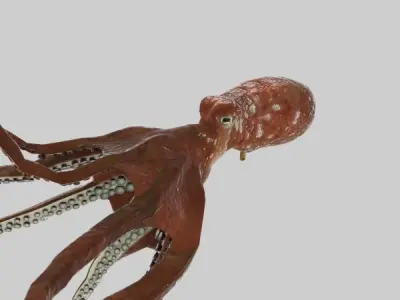Octopus 3D model 5
