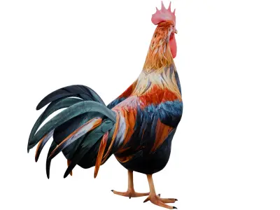 Rooster 3D model get