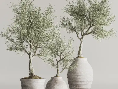 Olive Tree In Antique Pottery And Indoor Plant Set 67 3D model