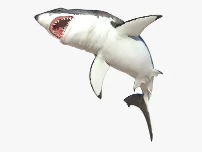 Great White Shark Rigged 3D model purchase