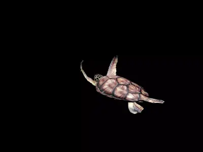 sea turtle animation Low-poly 3D model
