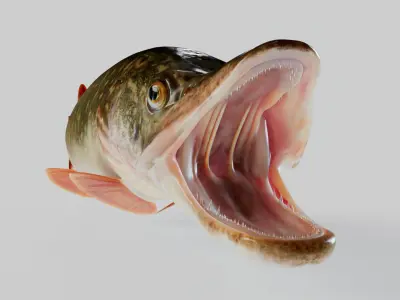 Pike Animated  purchase 3D model