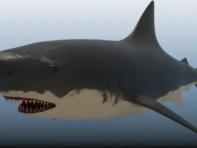 SHARK great Low-poly 3D model order
