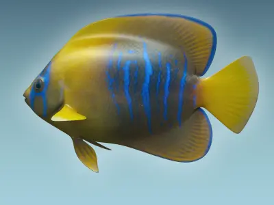 Anglefish 9 angelfish 3D model