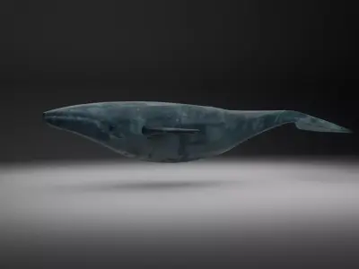 Humpback whale Free 3D model