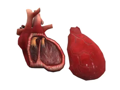 Heart Medical Science Low-poly 3D model