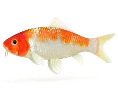 Koi Fish 3D model get