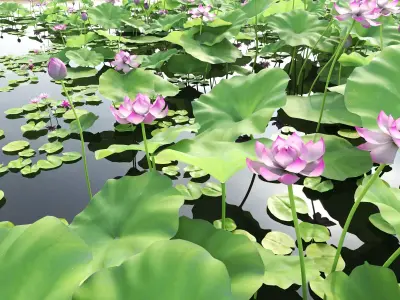 Lotus and Koi Fish Pond 01 Low-poly 3D model