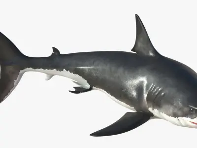 Great White Shark Rigged 3D model purchase