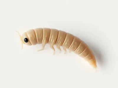 Realistic Larva Model Pack Low-poly 3D model